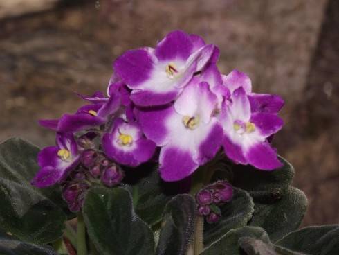 DSCF6655.jpg