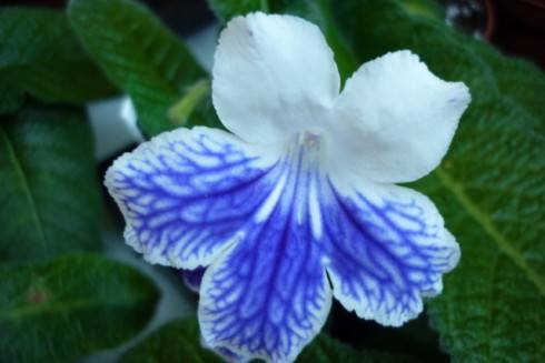 Alpine Cascade.jpg
