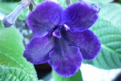Bristol's Black Gardenia.jpg