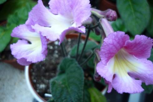 Bristol's Pink Priss.jpg