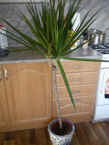 Dracena.jpg