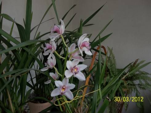 cymbidium.JPG