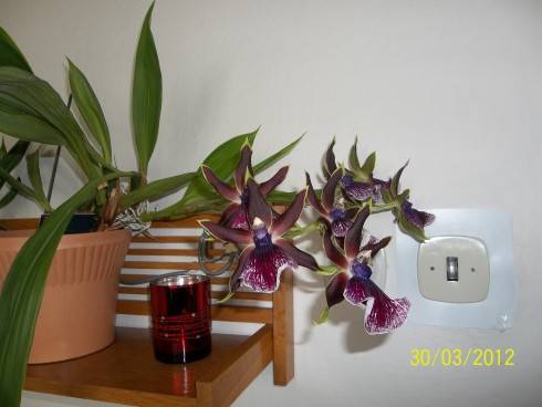 zygopetalum.JPG
