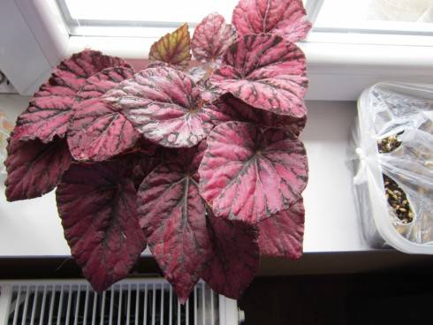 nová begom.jpg