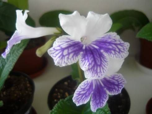 Alpine Cascade.jpg