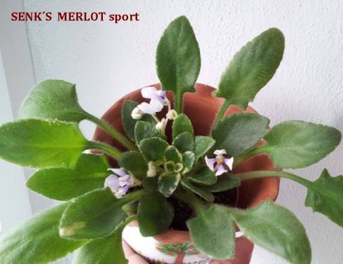 Senk's Merlot Sport.jpg