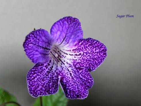 Shenandoah Sugar Plum .jpg