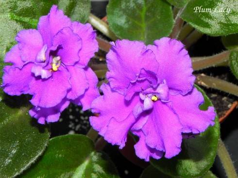 Plum Lacy.jpg