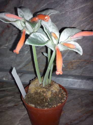 Sinningia leucotricha.jpg