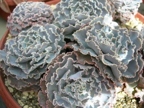 Echeveria crenulataDSCN5742.JPG
