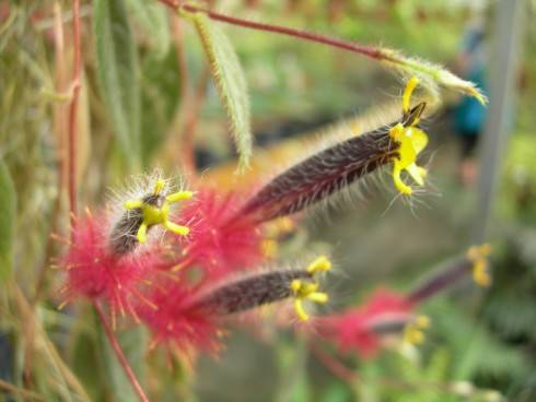 Columnea (Trichanta) minor.jpg