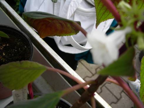 Sinningia schiffneri.jpg