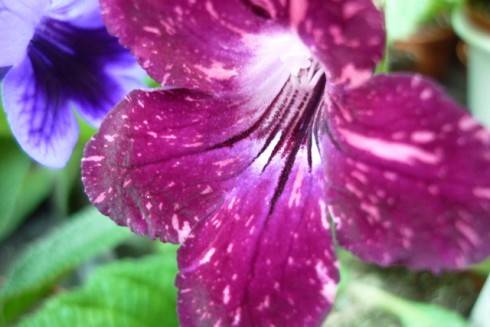 Space Dust.jpg