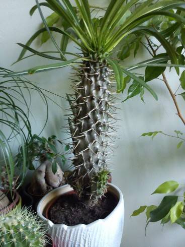 Pachypodium..asi...jpg