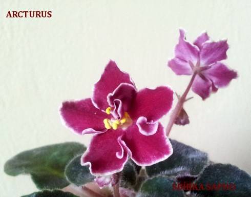 Arcturus.jpg