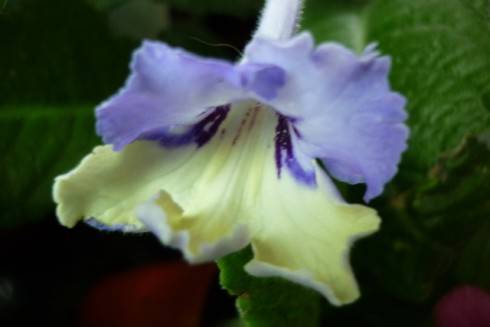 Harlequin Blue.jpg