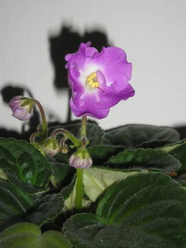 P1010018.JPG