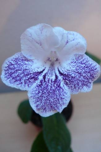 Lilac Lace.jpg