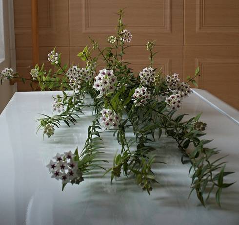 HOYA BELLA.JPG