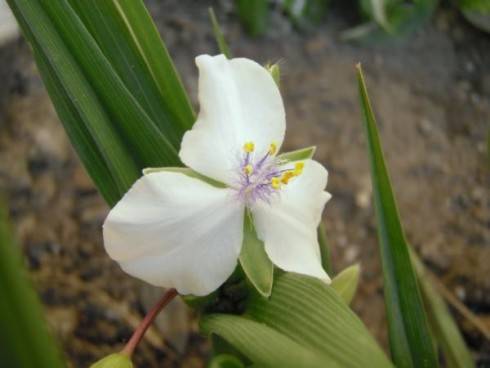 Tradescantia...JPG