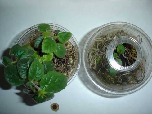 mini HCY's Blue Ice x self, micro mini Snowflake.jpg