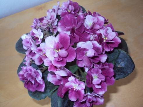DSC07466.JPG