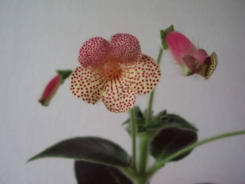 DSC07456.JPG