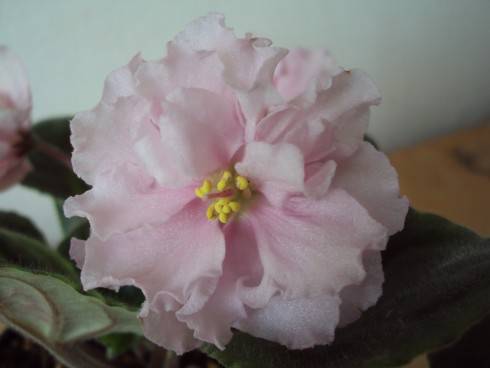 DSC07488.JPG