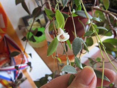 Codonanthe gracilis.jpg