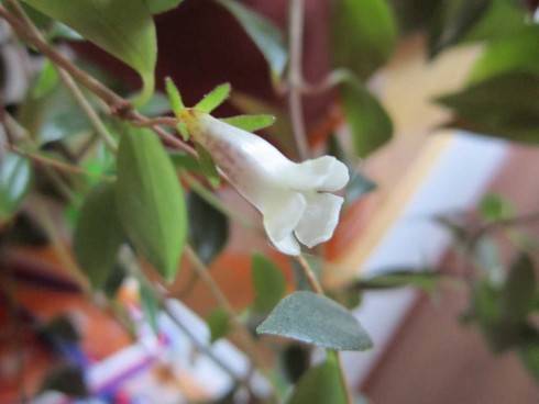 Codonanthe gracilis.jpg