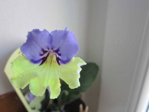 Harlequin Blue.jpg