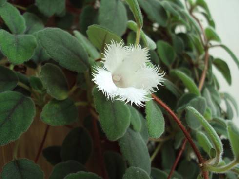 Alsobia dianthiflora.jpg
