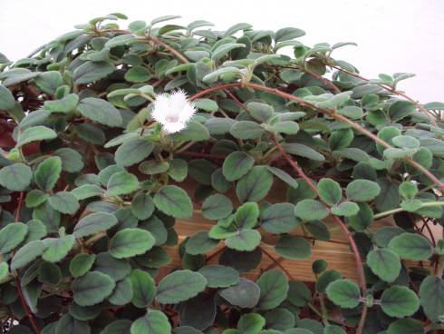 Alsobia dianthiflora.jpg