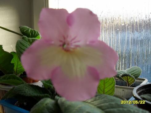 květen2012 042.jpg