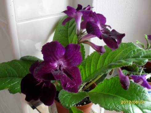 květen2012 049.jpg