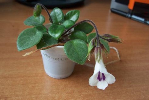 Primulina tamiana.jpg