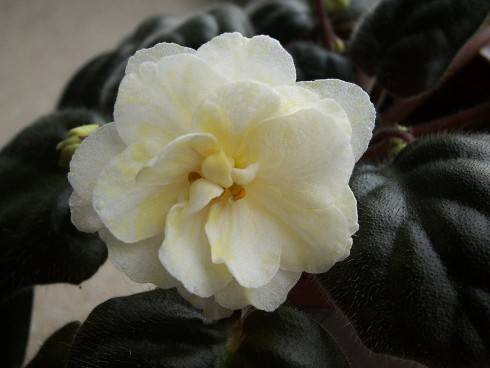 Warm Sunshine.jpg