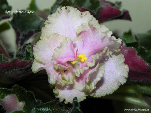 Rob's Antique Rose.jpg