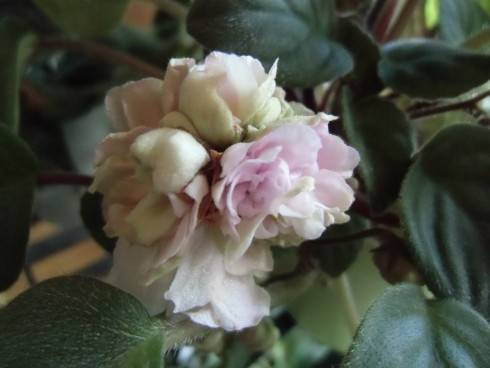 Pink Mint.jpg