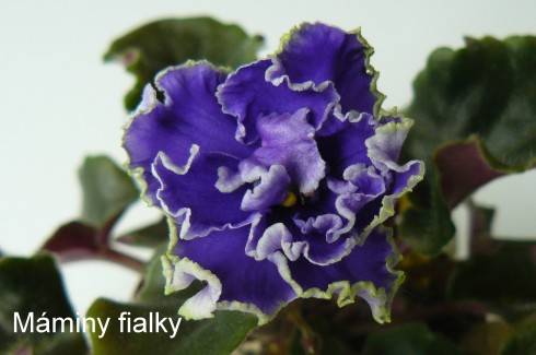 Blueberry Mint.jpg