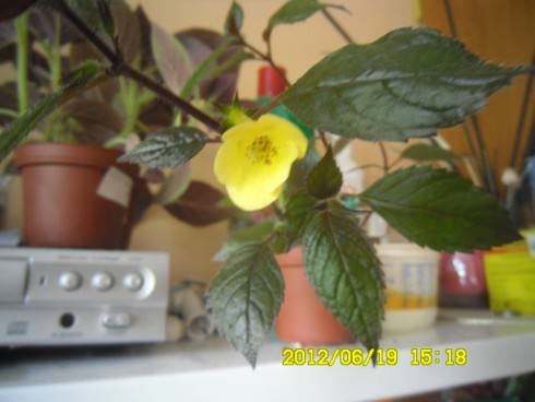 Yellow Beauty.jpg