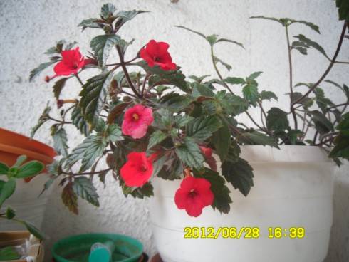 A. erecta.jpg