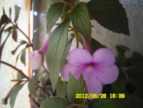 Peach Blossom.jpg