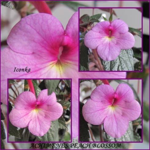 Peach Blossom.jpg