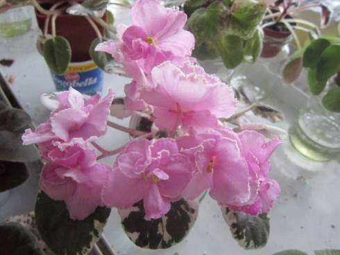 Rebel's Rhubarb Frost.jpg