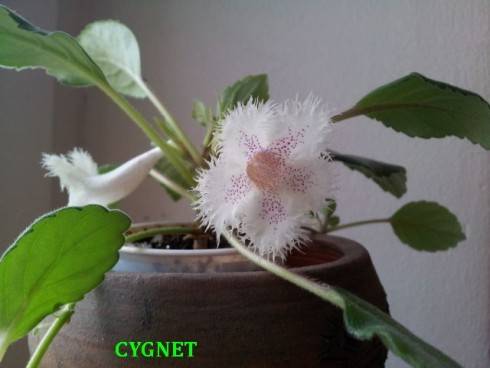 Cygnet.jpg