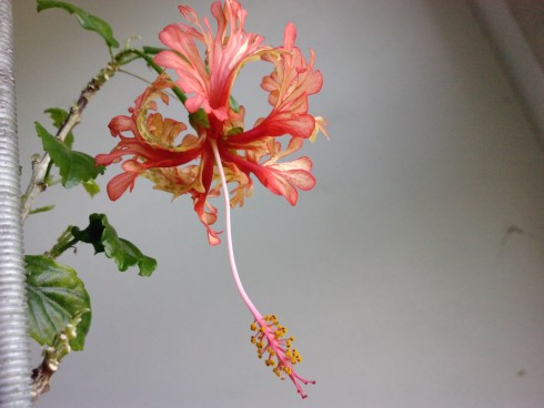 Hibiscus schizopetalus.jpg