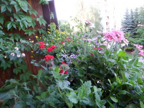 balkon 7 12 013.JPG