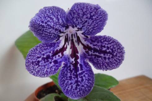 TsF-Margo.jpg