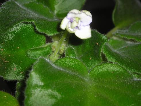 P1010186.JPG